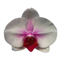 Orchid