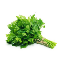 Coriander