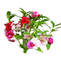 Balsam