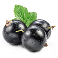 Black Currant