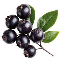 Black Berry