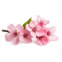 Cherry Blossom