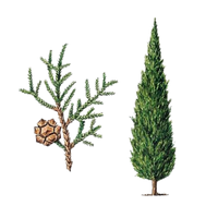 Cypress
