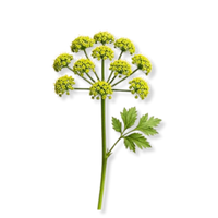 Galbanum
