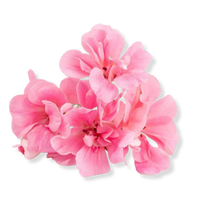 Geranium