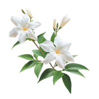 Jasmine