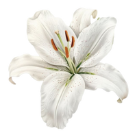 Lily