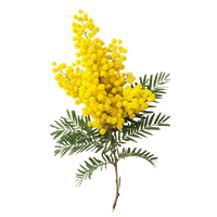 Mimosa