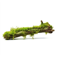 Moss