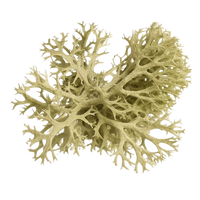 Oakmoss