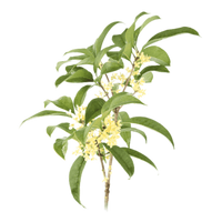 Osmanthus
