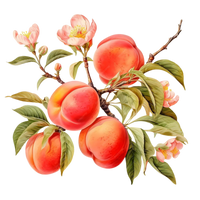 Peach