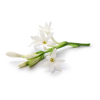 Tuberose