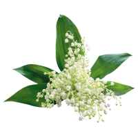Water Lily of The Valley