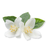 White Musk